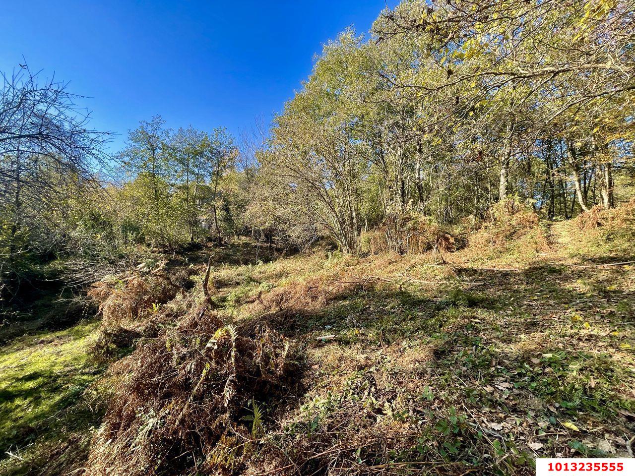 Фото №2: Земельный участок 5.18 сот. - Нижняя Шиловка, Адлерский, мкр. СТ Южное взморье, 116