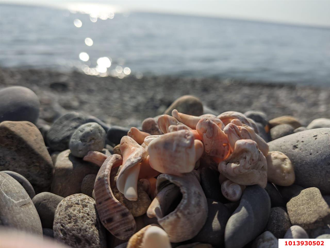 Фото №13: Студия 32 м² - Сочи, р. Лазаревский, ул. Декабристов, 25