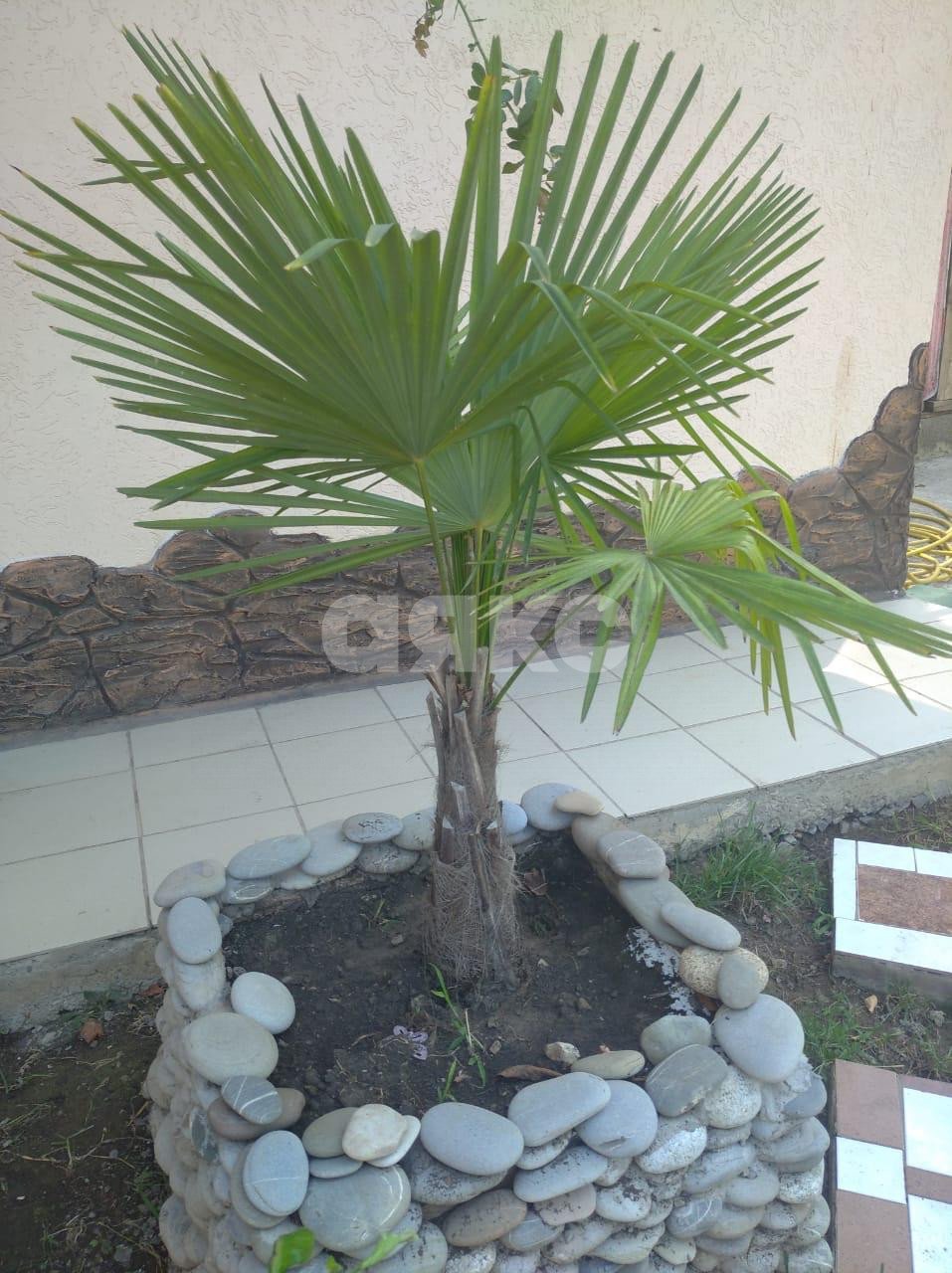 Фото №9: Дом 120 м² + 2 сот. - Сочи, Лазаревский, мкр. Культурное Уч-Дере, ул. Семашко