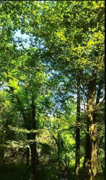 Фото №2: Участок садоводство 5.25 сот. - Вардане-Верино, Адлерский, счт Экспресс