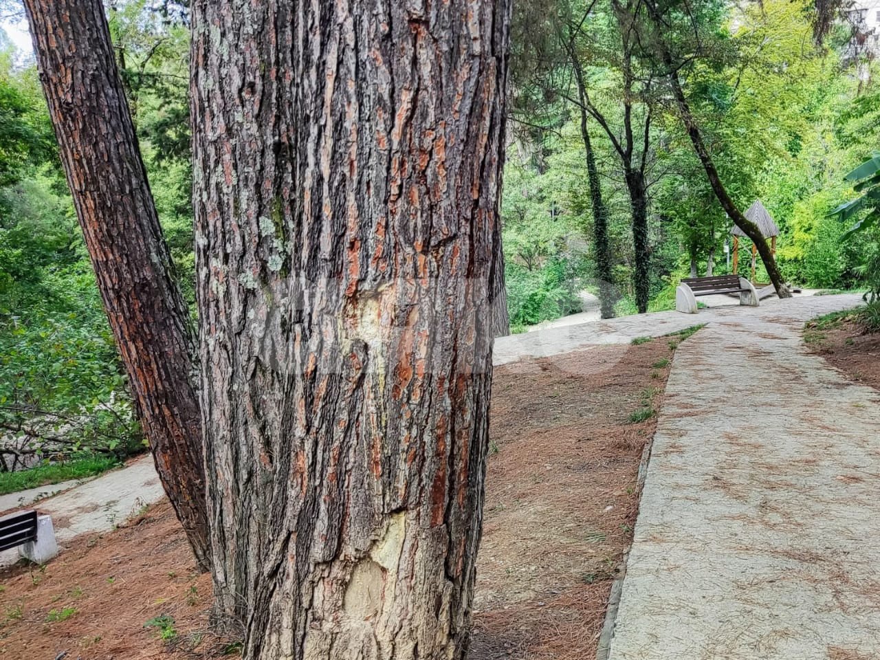 Фото №21: 2-комнатная квартира 67 м² - Сочи, Центральный, мкр. Заречный, ул. Вишнёвая, 17