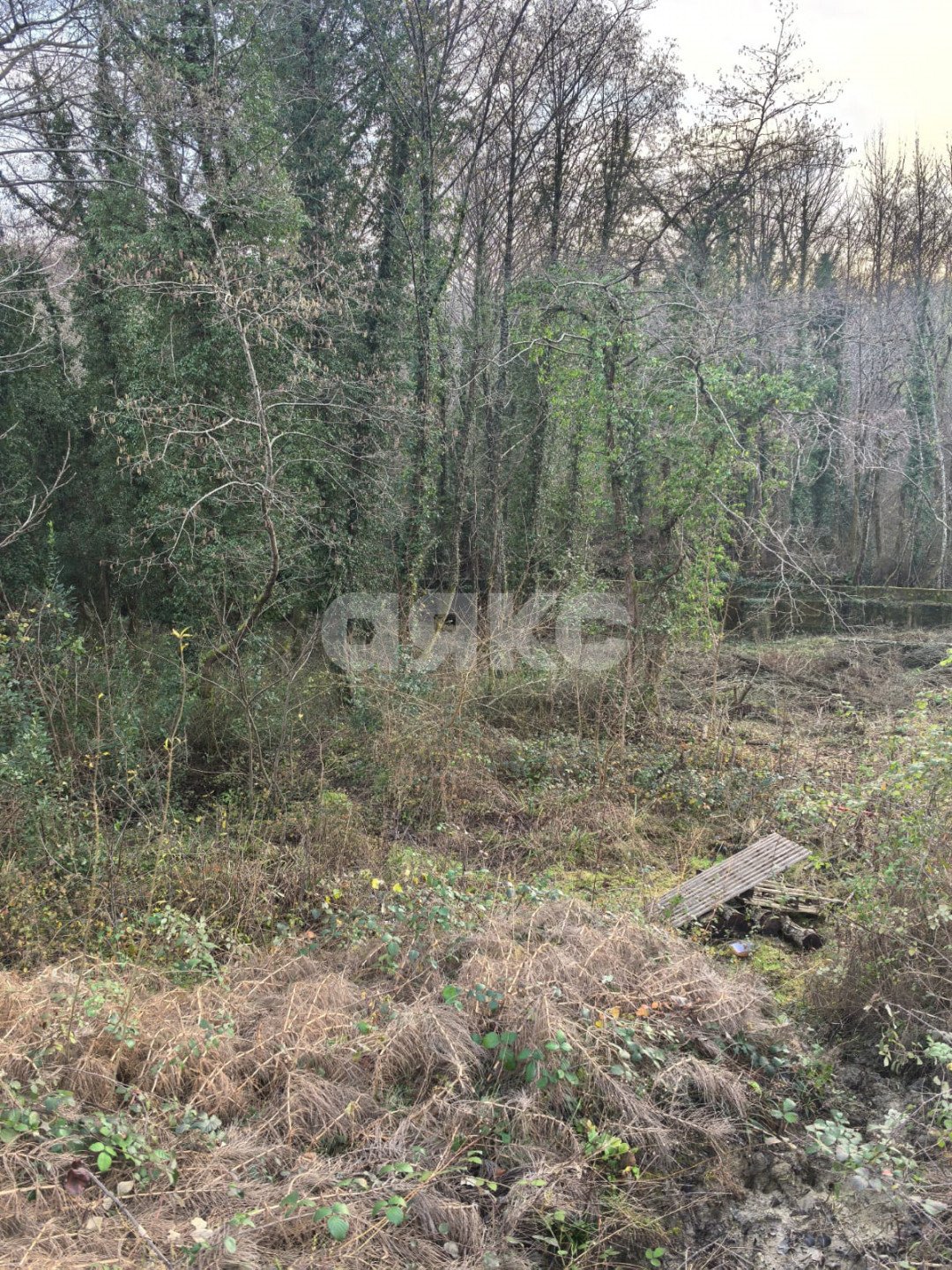 Фото №2: Личное подсобное хозяйство 11 сот. - Сочи, Лазаревский, мкр. Якорная Щель