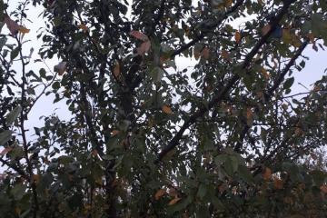 Фото №1: Земельный участок 5.5 сот. - Липники, р. Адлерский, ул. Липецкая, 14