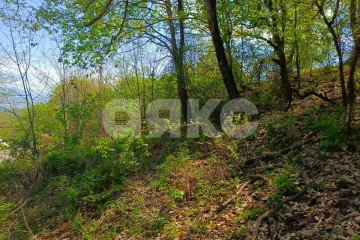 Фото №3: Личное подсобное хозяйство - Орёл-Изумруд, р. Адлерский, ул. 10 лет Октября