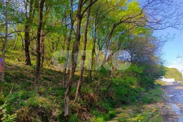 Фото №5: Личное подсобное хозяйство - Орёл-Изумруд, р. Адлерский, ул. 10 лет Октября