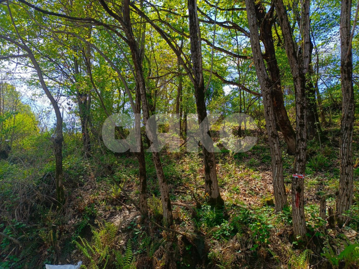 Фото №9: Личное подсобное хозяйство 6.7 сот. - Орёл-Изумруд, р. Адлерский, ул. 10 лет Октября