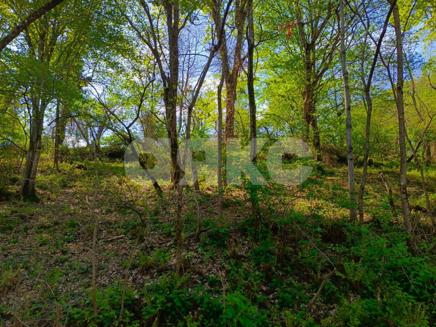 Фото №3: Личное подсобное хозяйство 9.5 сот. - Орёл-Изумруд, р. Адлерский, ул. 10 лет Октября