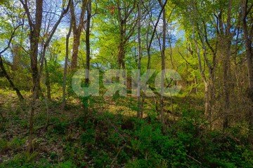 Фото №1: Личное подсобное хозяйство - Орёл-Изумруд, р. Адлерский, ул. 10 лет Октября