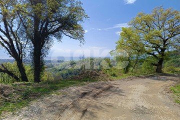 Фото №4: Личное подсобное хозяйство - Орёл-Изумруд, р. Адлерский, 