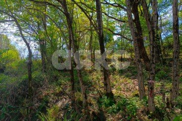 Фото №1: Личное подсобное хозяйство - Орёл-Изумруд, р. Адлерский, 