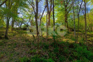 Фото №2: Личное подсобное хозяйство - Орёл-Изумруд, р. Адлерский, 