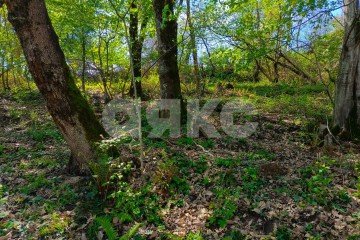 Фото №5: Личное подсобное хозяйство - Орёл-Изумруд, р. Адлерский, ул. 10 лет Октября