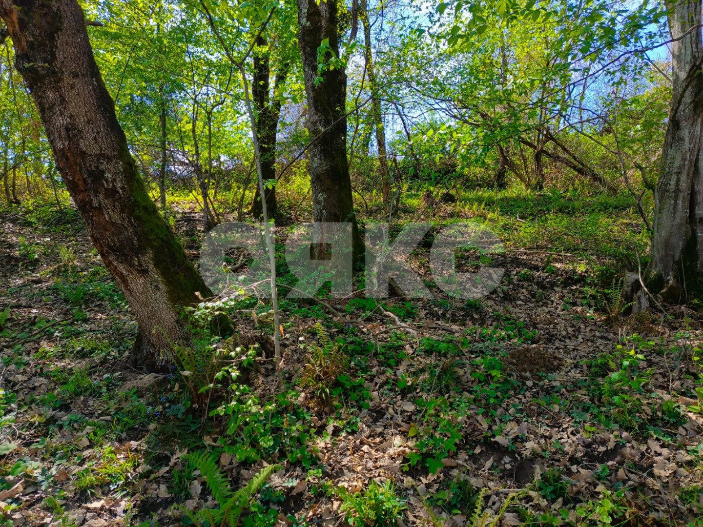 Фото №5: Личное подсобное хозяйство 8.7 сот. - Орёл-Изумруд, р. Адлерский, ул. 10 лет Октября