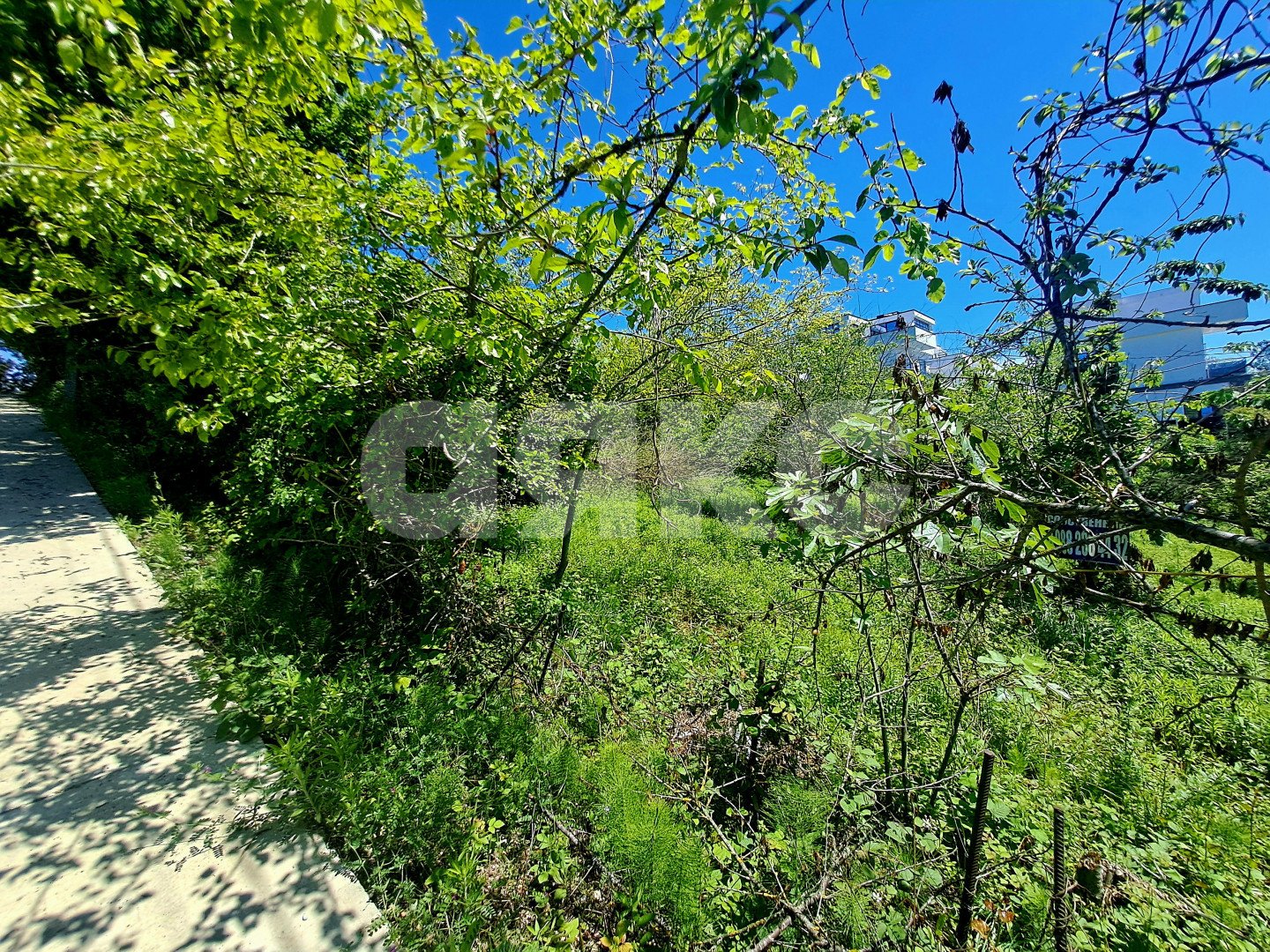 Фото №4: Земельный участок под ИЖС 5.29 сот. - Черешня, р. Адлерский