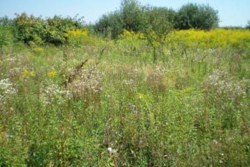 Фото №2: Земельный участок 40 сот. - Бончковский, ул. Центральная, 2