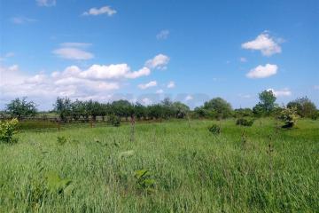 Фото №4: Земельный участок 40 сот. - Бончковский, ул. Центральная, 2