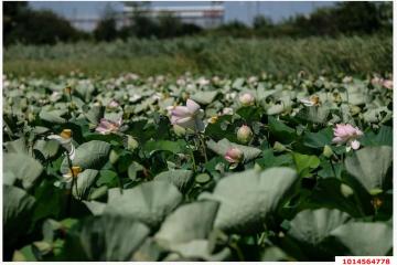 Фото №4: Земельный участок 7.7 сот. - Белозёрный, мкр. Прикубанский внутригородской округ, ул. Прекрасная, 1