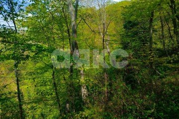 Фото №3: Коммерческая земля - Краснодарский край городской округ Сочи