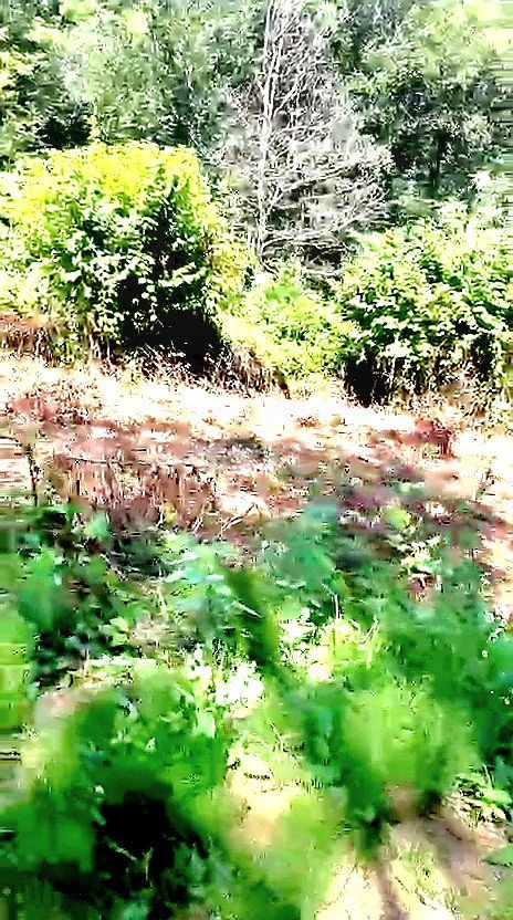 Фото №5: Участок садоводство 4.7 сот. - Дагомыс, р. Лазаревский, ул. Российская