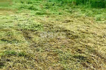 Фото №4: Земельный участок под ИЖС - Нижняя Шиловка, мкр. СТ Норильск, ул. Светогорская, 99