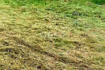 Фото №2: Земельный участок под ИЖС - Нижняя Шиловка, мкр. СТ Норильск, ул. Светогорская, 99