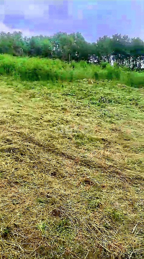 Фото №2: Земельный участок под ИЖС 12 сот. - Нижняя Шиловка, Адлерский, мкр. СТ Норильск, ул. Светогорская, 99