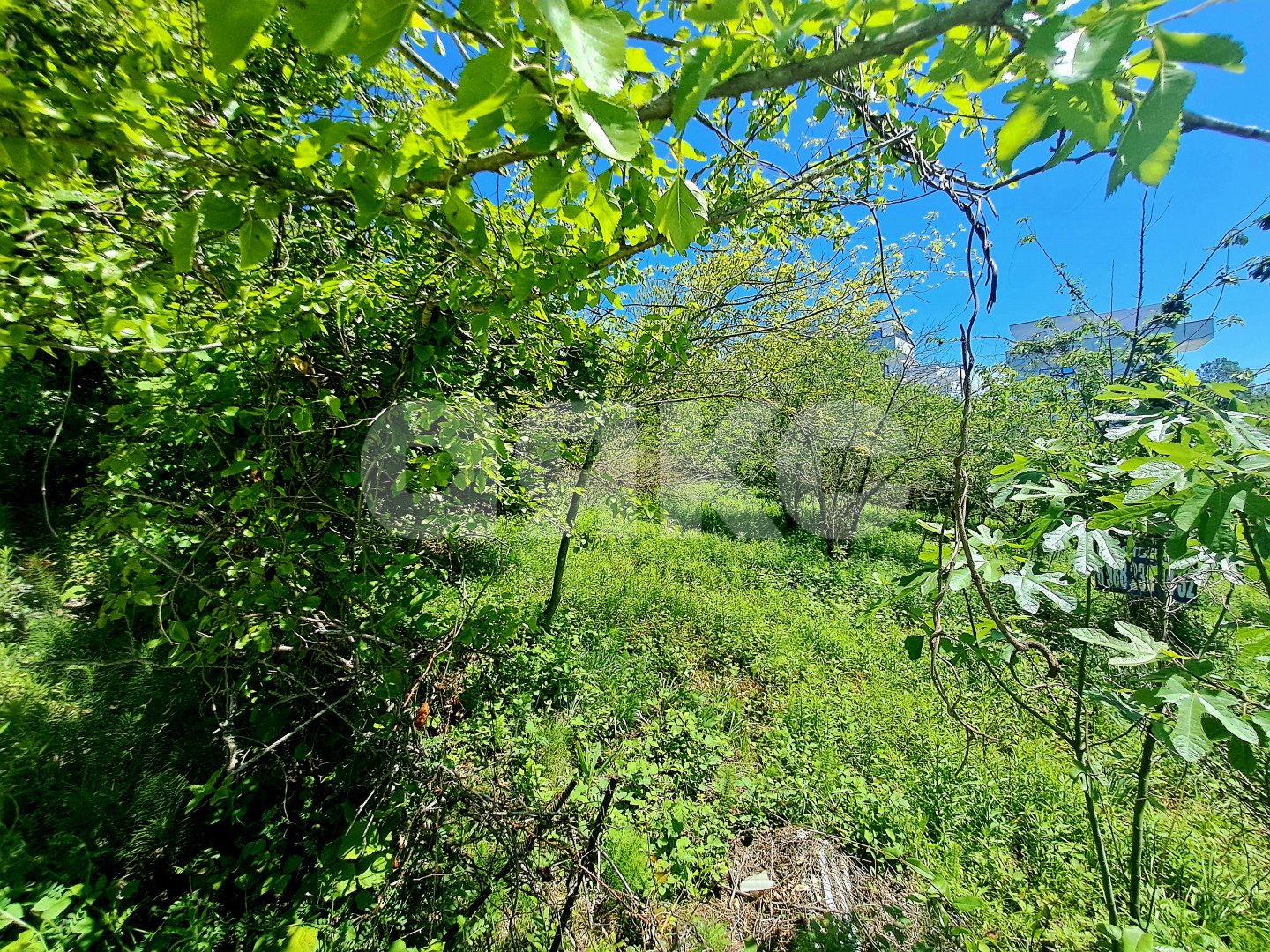 Фото №3: Участок садоводство 7.2 сот. - Сочи, Хостинский, Соболевка, ст Соболь, ул. Чайкиной