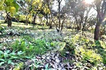 Фото №1: Участок садоводство - Краснодарский край городской округ Сочи