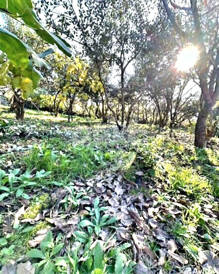 Фото №1: Участок садоводство 4.7 сот. - Краснодарский край городской округ Сочи