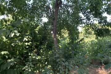 Фото №3: Земельный участок 10 сот. - Черников, мкр. Прикубанский внутригородской округ, ул. Центральная, 13