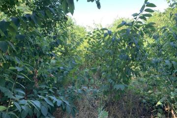 Фото №4: Земельный участок 10 сот. - Черников, мкр. Прикубанский внутригородской округ, ул. Центральная, 13