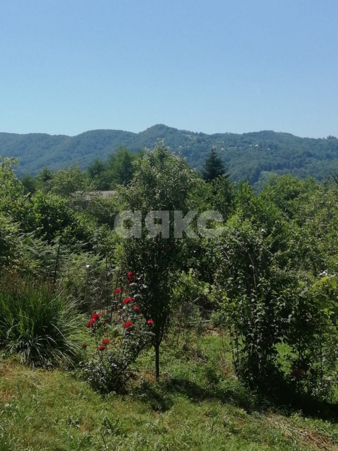 Фото №2: Участок садоводство 5.16 сот. - Пластунка, Хостинский, счт Заря-Пластунка, 28